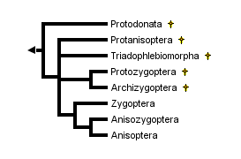Fichier:Odonatoptera.png