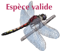 Fichier:Spval.png