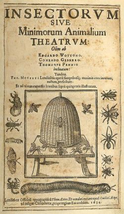 Fichier:Muffet1589.jpg