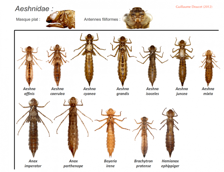 Fichier:Exuaeshnidae.png