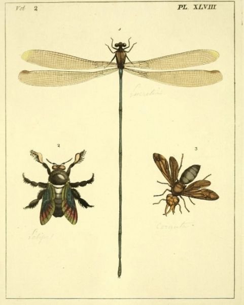 Fichier:Libluc.jpg