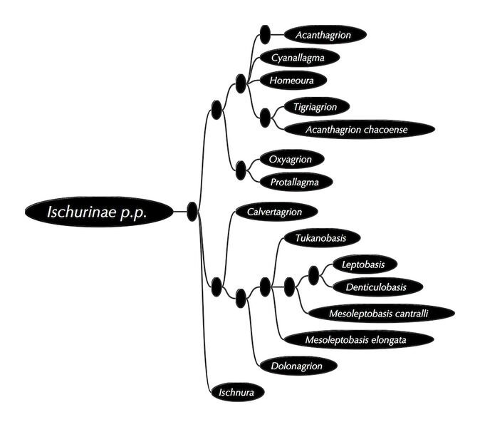 Fichier:Ischnurinae.jpg