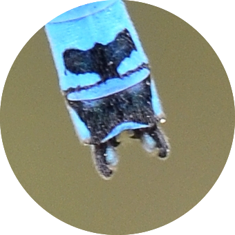Fichier:Coemerpa.png