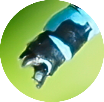 Fichier:Coecaspa.png