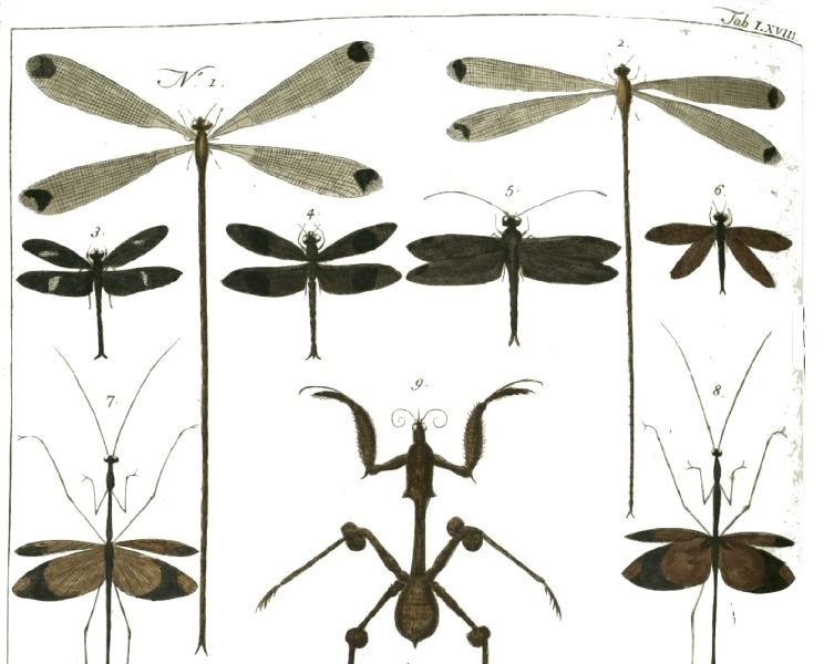 Fichier:Arksteumdetail.jpg