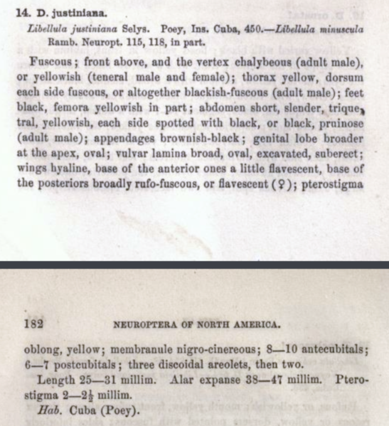 Fichier:Dipjustiniana.png
