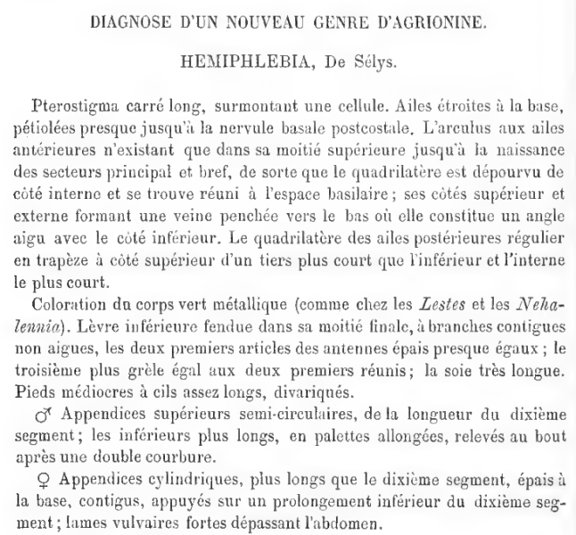 Fichier:Hemiphlebiaselys.png